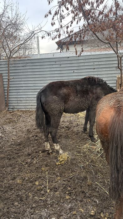 Лошадь полтарашк