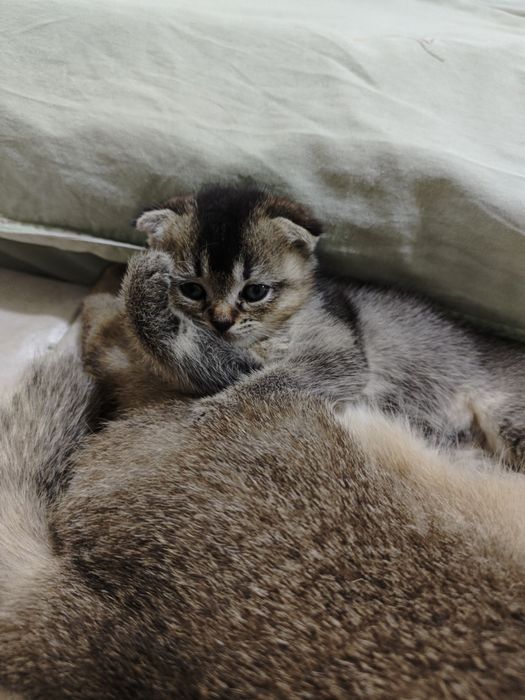 Продаётся кошка мальчик