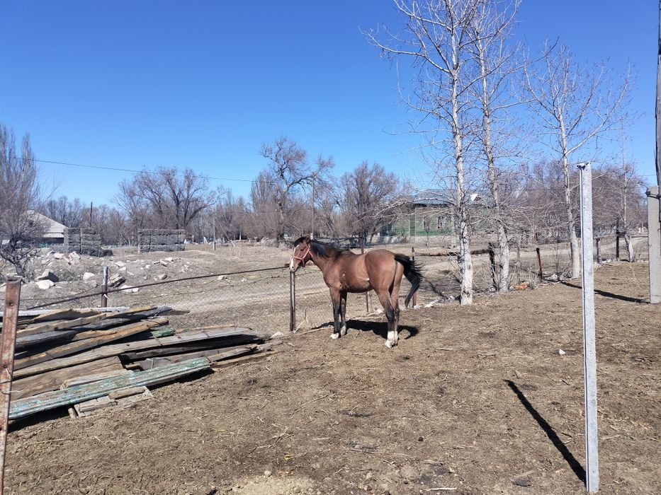 Айғыр сатам 6ж юрде жур