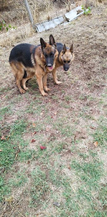 Малки немски овчарки