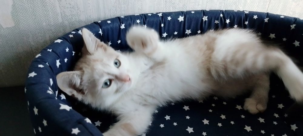 Милый котёнок ищет семью!