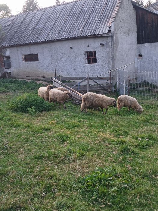 De vânzare trei oii  miori,și un berbec mior  și o mia din  primăvară
