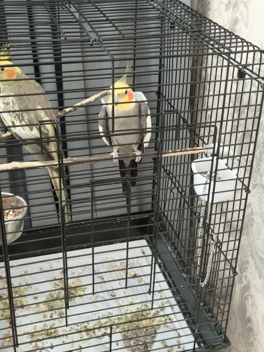 Продам карел здоровье