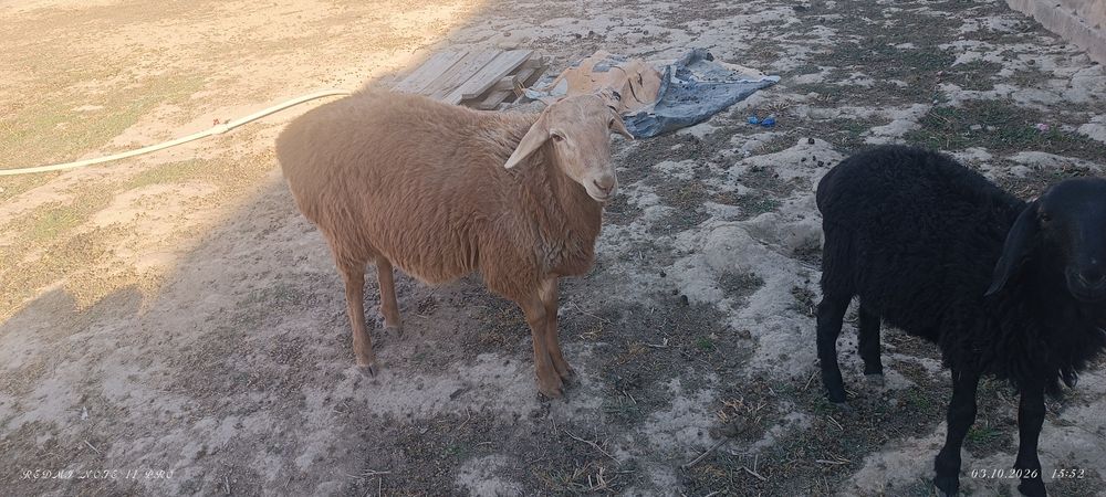 Қошқар сатылады 5 Айлық