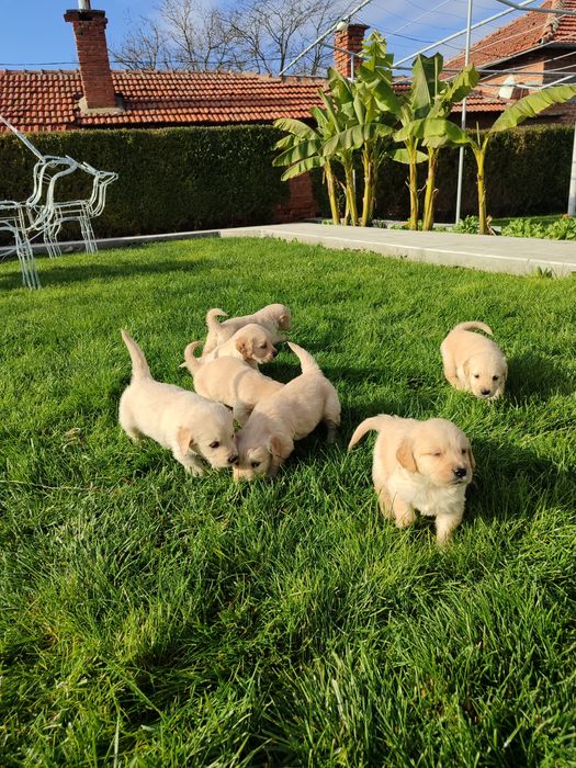 Голдън  ретривър