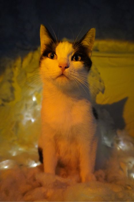 Кошка в добрые руки