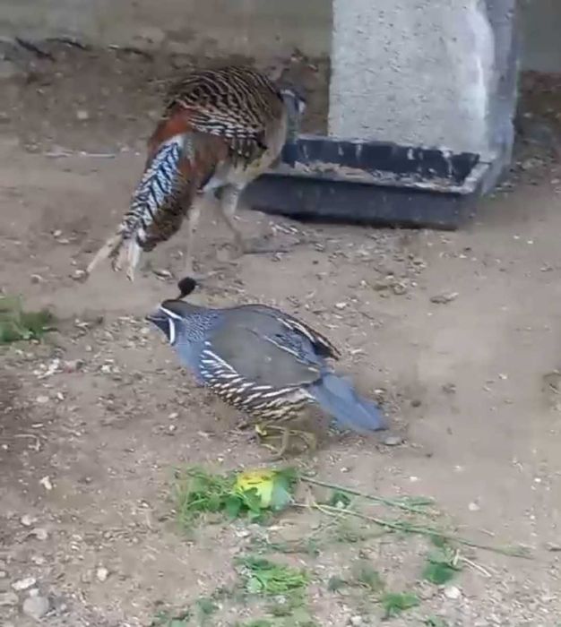 Продаются Алмазные фазаны