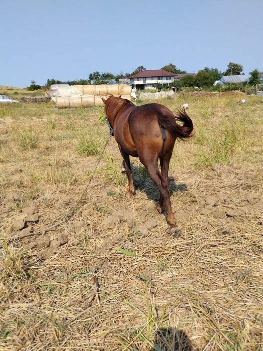 De vânzare iapa blânda