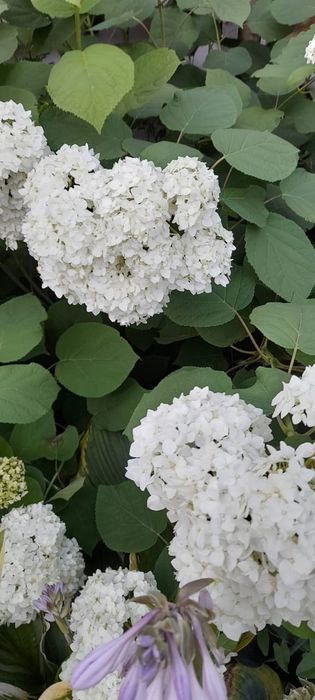 Продам цветы лилия гортензия и прочие