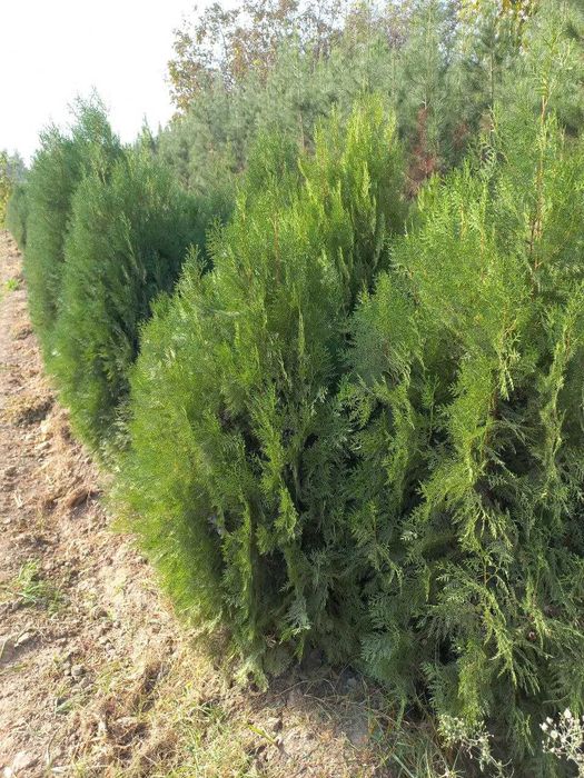 Туя навли арча кучатлари сотилади