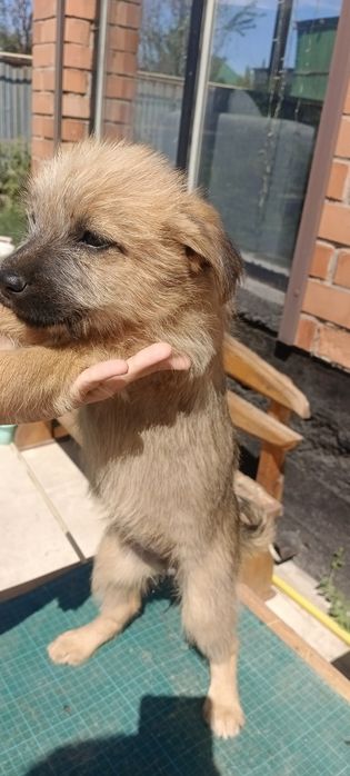 Щенята Узынагаш девочки