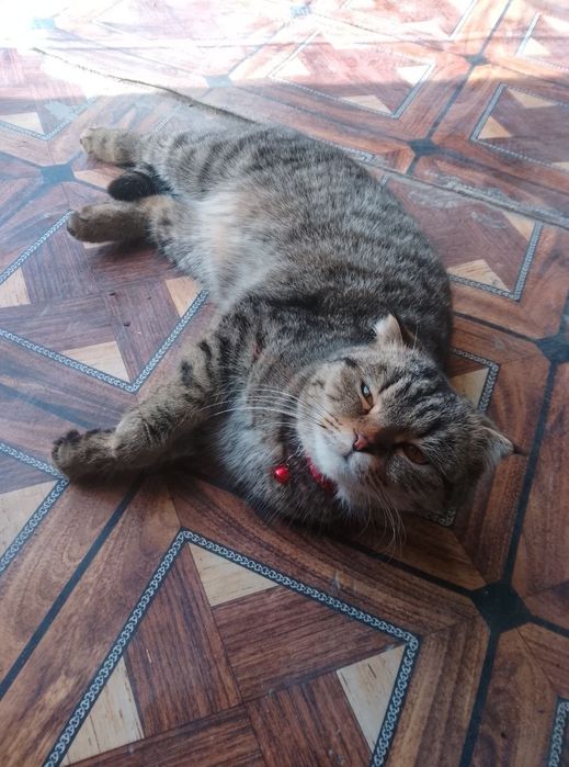 Mushuk sotiladi (moda)