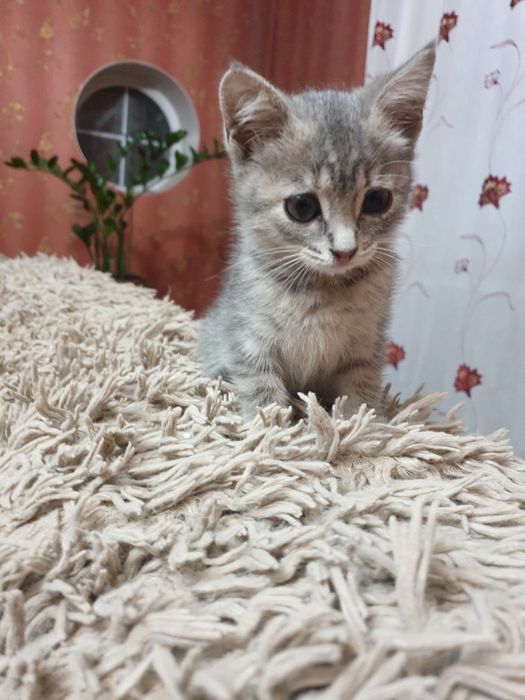 Маленький и ласковый котенок