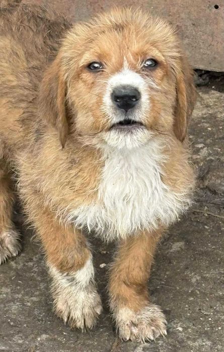 Кучета порода Български барак