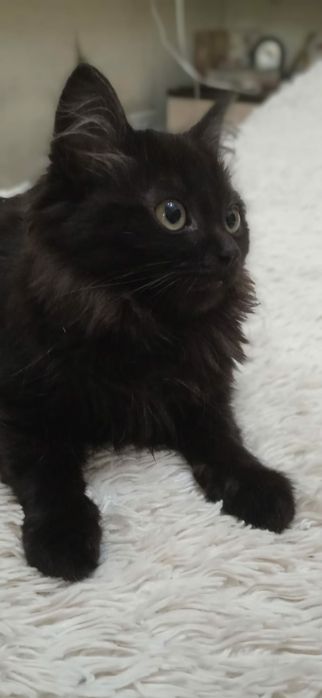 Котята симпатяги в добрые руки