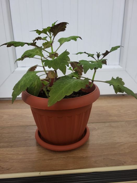 Цветы домашние продам.