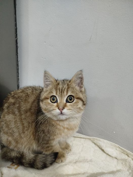 Mushukcha  aqlli , ovqatga oʻrgangan, emlangan, pasaporti bor ,