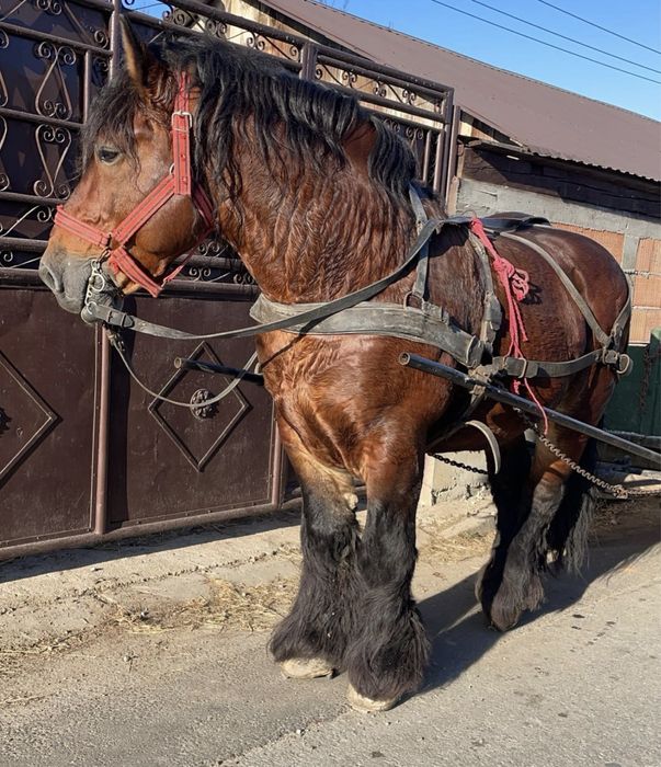 Armăsar ardenez de montă
