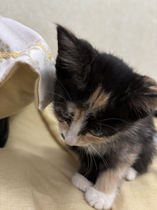 Отлаю катенка 2 месяцев