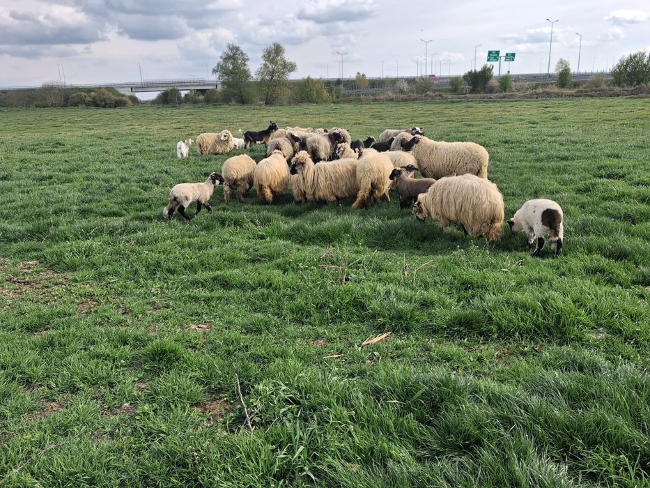 Vand oi romanov si turcane cu tigai