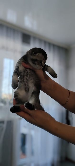 Котята Шотланская вислоухая