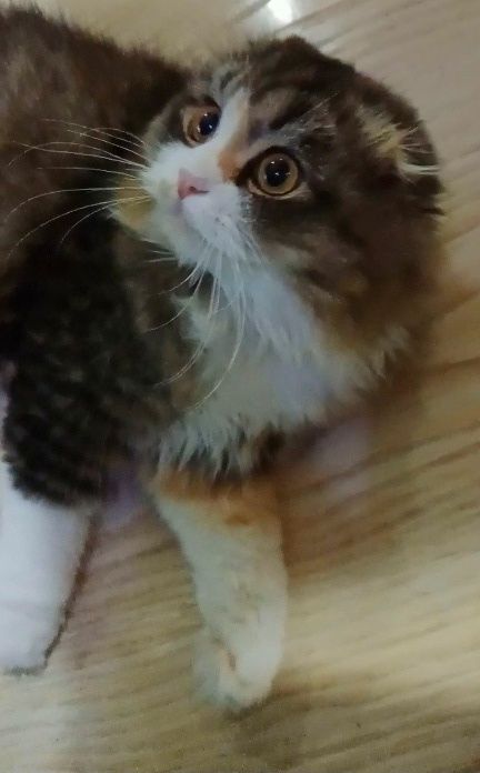 Чудесная кошечка Скоттиш Фолд хайленд биколор