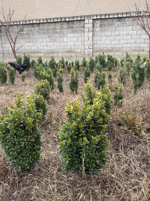 Shamshod шамшод kõchatlar