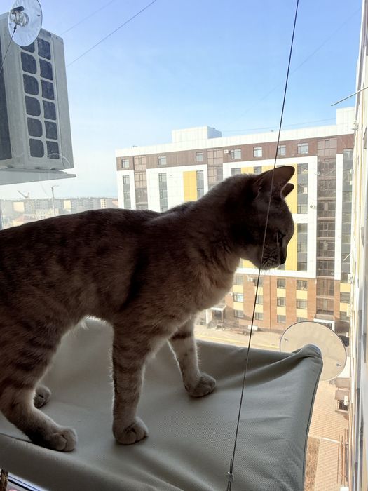 Кошечка в хорошие руки