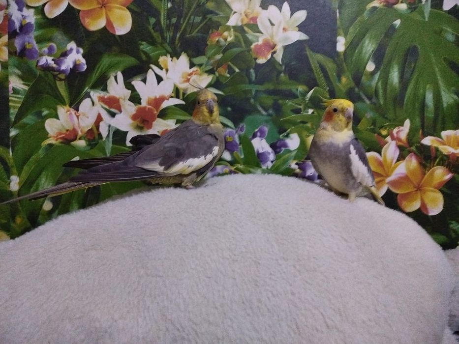 Продам попугаев корелла