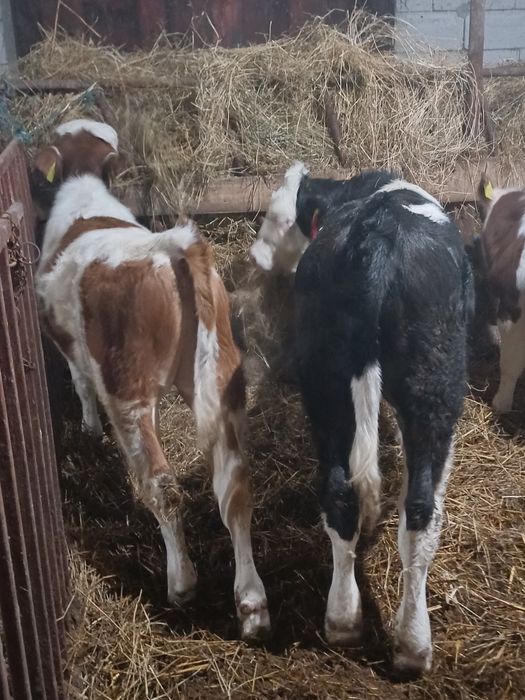 Vita Baltata cu Negru Rom.