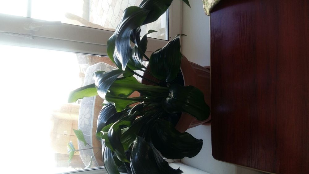 Продам комнатные цветы