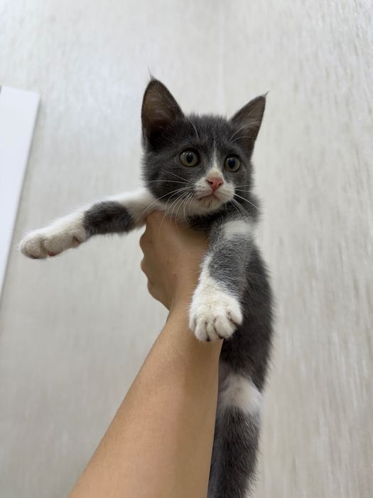 Продается котенок, только в добрые и ответственные руки