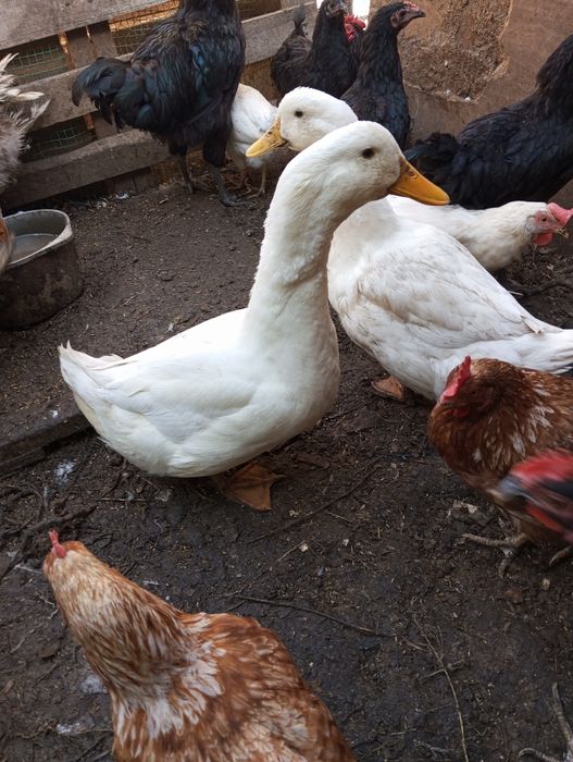 Гуси  на продажу