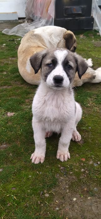 Алабай боллари сотилади 50 кунлик, Продаётся Алабайчики