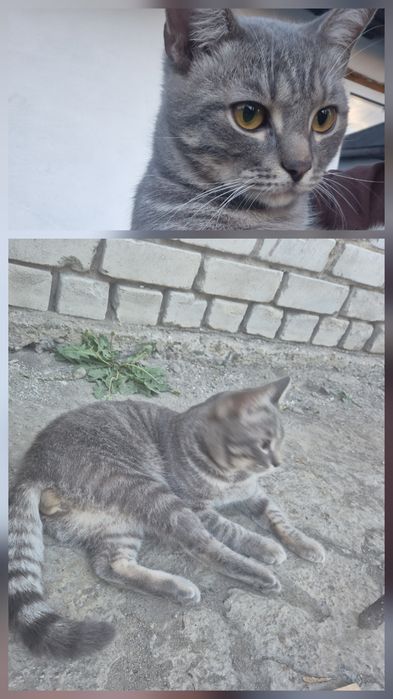 Пропал  наш  кот