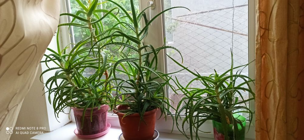 Алое лечебный 5лет