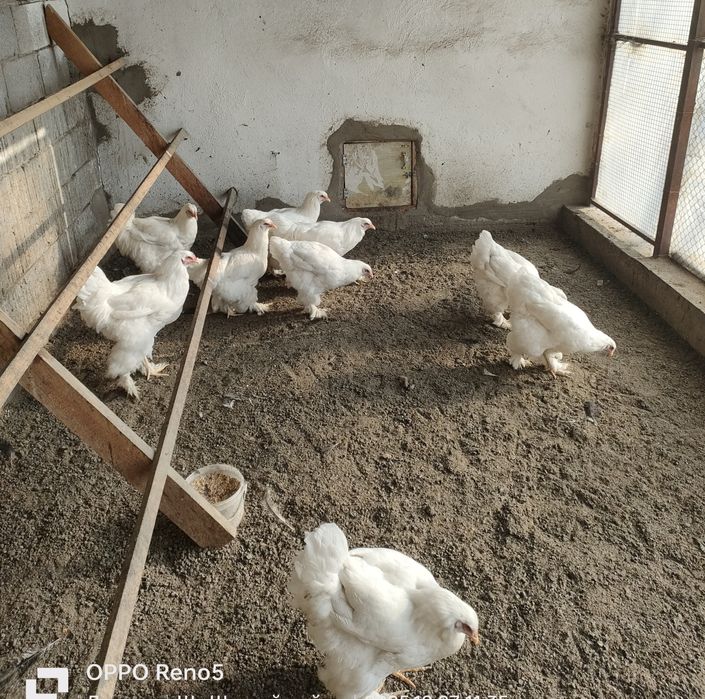 Чисто Белые Брамы.