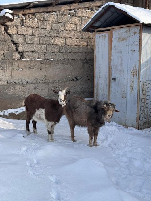 Лақтар 120 000 бағасын келісеміз