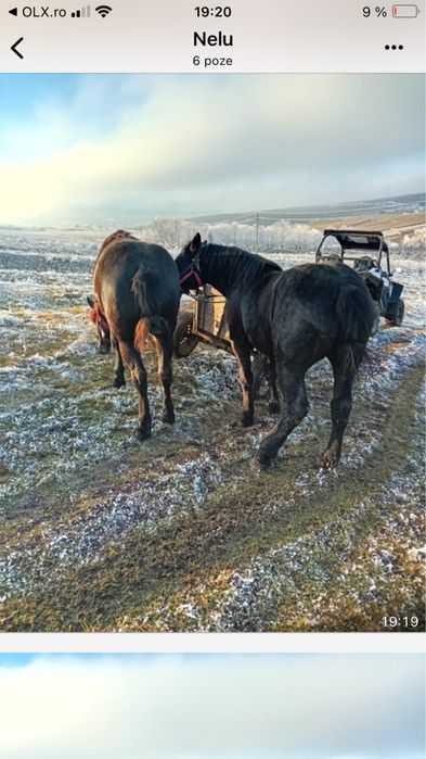 Vand manji de 1 an si 8 luni