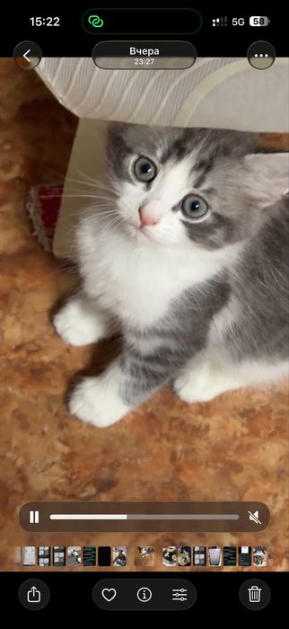 Отдам в добрые руки