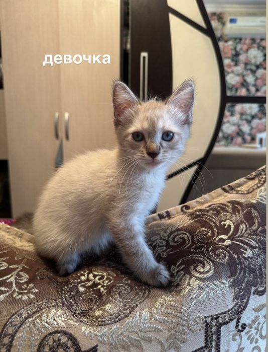 котята в добрые руки!