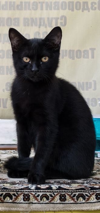 Пропал котенок Черныш