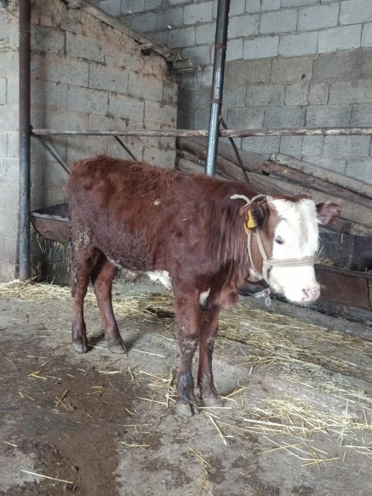 Бузау сатылады аа