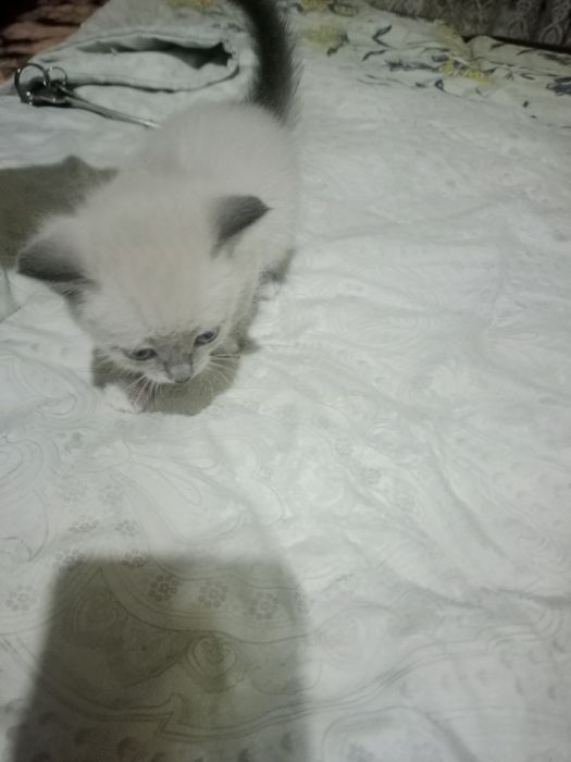 Котята ищут новый дом