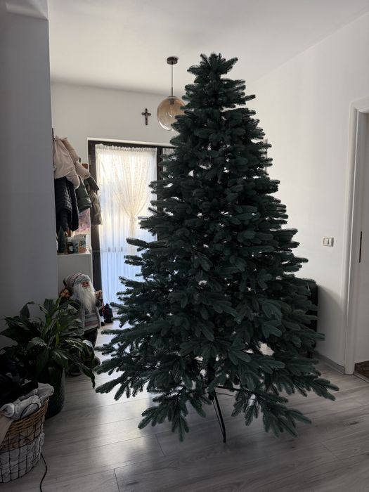 Brad argintiu sersimo