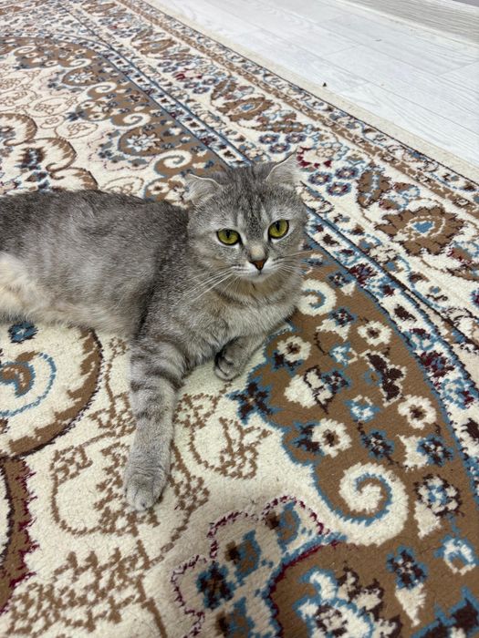 Шотлатский скоттиш страйт 2жас