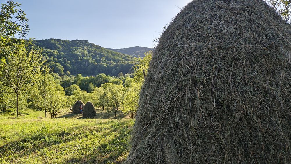 Fan de vanzare Jugur