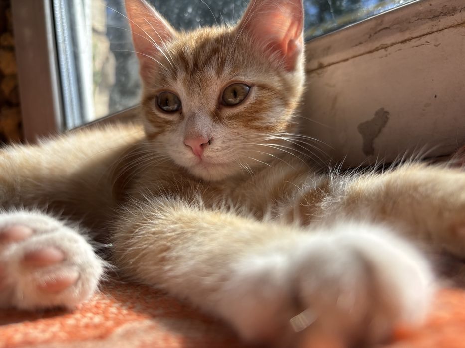 Котенок в добрые руки
