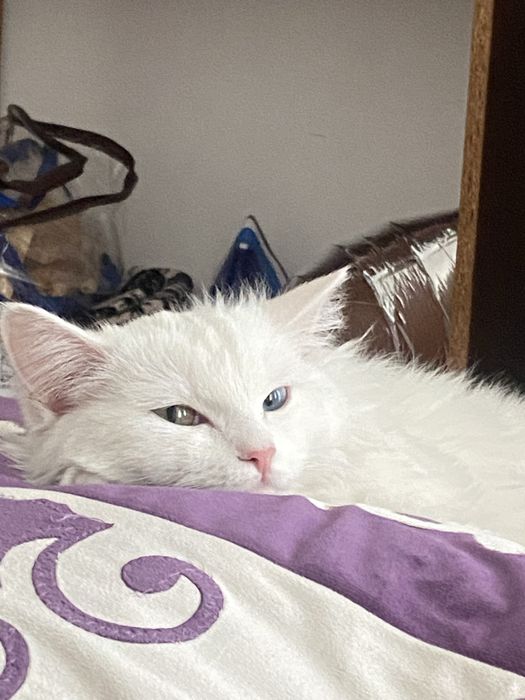 Кошка в добрые руки