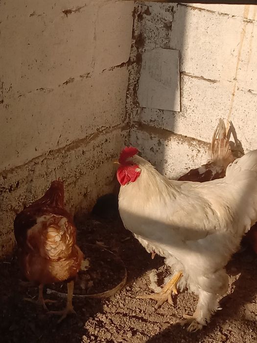 Продаётся петух брама